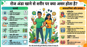 रोज अंडा खाने से शरीर पर क्या असर होता है? जानिए फायदे और सावधानियां